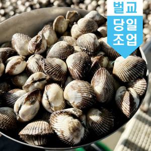 산지직송 벌교 새꼬막 1kg 꼬막 당일조업 소 중 대 어민 살리기 프로젝트