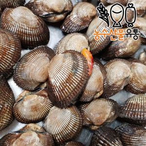 벌교 피꼬막 피조개 1kg 왕꼬막 당일조업 산지직송