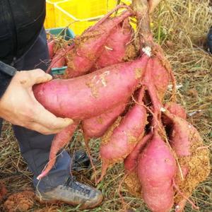 [호천참살이농산] 무안 유기농 꿀고구마3kg(300g이상/왕특)/베니하루카