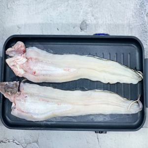 국내산 통영 생물 바다장어 1kg 2-3미쯤 손질후 700g이상 (뼈머리 포함중량 +-50g) 당일조업 신선배송 특가