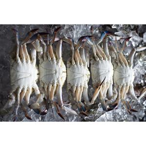 꽃게탕 꽃게찜 인천 활 숫게 1kg 당일바리 당일조업 선별 세척작업 3~6미 수율 6~80% 통통한 꽃게