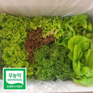 친환경 무농약 유럽 샐러드 채소 모듬 쌈 야채 깨끗한 수경재배 1kg