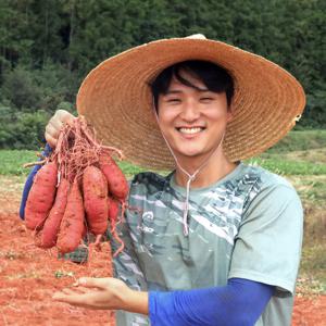 과일꾼 황토 햇 꿀 고구마 호박고구마 밤고구마