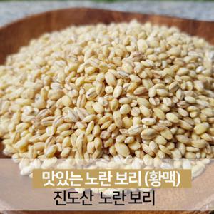 진도 노란보리 찰보리 햇곡 잡곡쌀 1kg 23년산