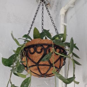 코코넛 갈색 둥근 철 체인 교수형 바구니 화분 유럽의 창조적 인 다육 녹색 식물 Chlorophytum Comosum 화분