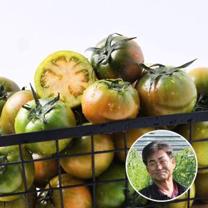 [산지장터]부산대저 권영욱님의 짭짤이 대저토마토 2.5kg 로얄과 (S-3S,55-130g)