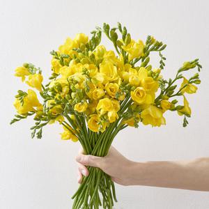 봄맞이 플랜테리어 프리지아 튤립 생화 꽃다발 보존제 증정 특상품
