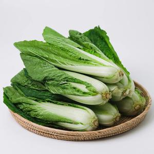 국내산 얼갈이 배추 4kg
