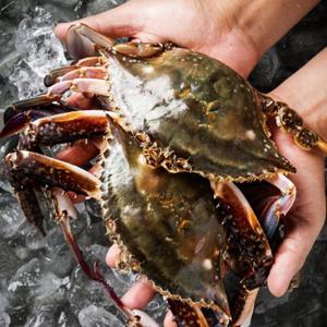 [대한민국농수산] 속이 꽉 찬 산지직송 급속냉동 암꽃게 2kg