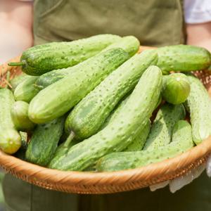 백다다기 백오이 1kg 특 (개당 200g 내외) 외