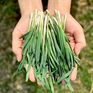 경남 초벌 부추 300g 외 500g/1kg