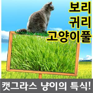 캣그라스 캣글라스 캣닢 귀리씨앗 보리씨앗 새싹 씨