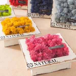 스칸디아모스 공기정화식물 액자 화분 set 20cm 6컬러 인테리어 천연 이끼