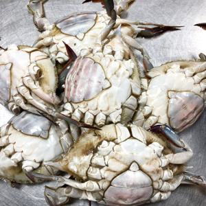 해인수산 냉동 봄몽당 암꽃게 1kg