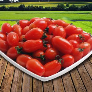 [두레]대추 방울토마토 5kg(1/2번과)