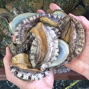 완도 활 전복 대사이즈 횟감용 구이용1kg (13-15미) _산소포장