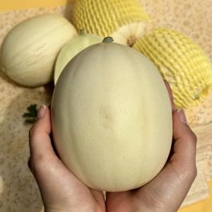 고당도  설향메론 5kg (5-10과) 성산멜론 국산