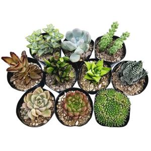꽃집아가씨 (미니다육10개 기획세트) 국민다육50여종입고 다육식물 농장직접픽업