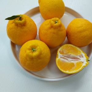 한라봉 가정용 중대20-30과 10kg  제주특산물