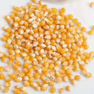 강원도 평창 팝콘옥수수 800g