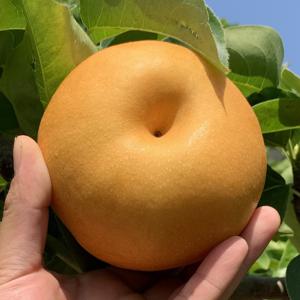 고당도 햇 나주배 3kg~5kg 가정용 못난이 흠과