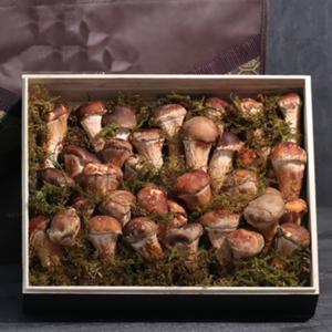 무농약 참 송이버섯 선물세트 500g~1kg 실속/특/프리미엄