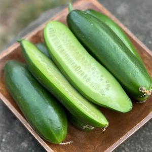 산지직송! 국내산 미니스탑 500g~2kg 미니오이 스낵오이
