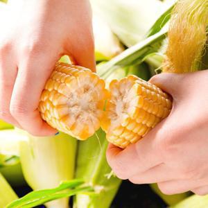 [산지직송] 25년 첫 출하특가! 당도보장! 초당옥수수 특품 5입/10입/20입