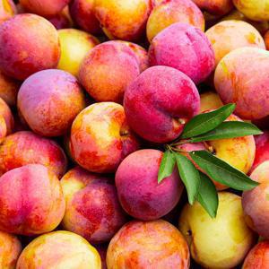 2025 고당도 명품 햇 하우스 자두 500g 1kg 1.5kg 중소과/대과