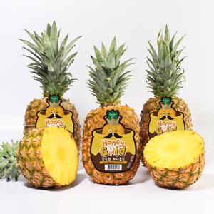 감숙왕 고당도 허니골드 파인애플 3수4수5수(개당중량 1kg 내외)무료배송
