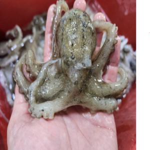당일조업 국내산 활 주꾸미 1kg 15미내외 산지직송 살아있는 쭈꾸미만 취급 신선포장 볶음 탕 만능요리
