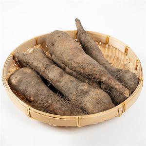 마사토 산마 장마 안동마 1kg