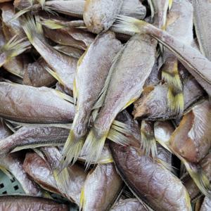 국내산  반건조 두절참조기1kg 40미내외 손질 수작업 조기매운탕 조기구이