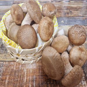 산지직송 국내산 무농약 송화버섯  500g 1kg 고급 송향버섯 고기식감 선물용 가정용 표고버섯 백화고버섯