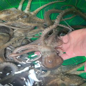 당일조업 국내산 산낙지 활낙지 1kg 산소포장 자연산 탕탕이 낙지호롱 낙지볶음 연포탕