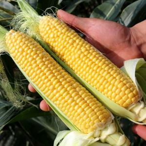제철 초당옥수수 밀양 해남 의령 특품 14cm 비품 7-13cm (25년) 비품 초당옥수수 5개