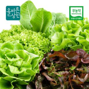 무농약 유러피안 샐러드 야채 채소 1kg 쌈채소 샐러드야채 버터헤드 로메인 농장직송 당일수확 당일발송