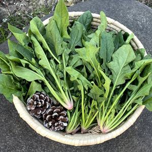 시금치 남해시금치 500g 1kg 남해안육지초 출고중 (남해/사천/하동/진주일대)