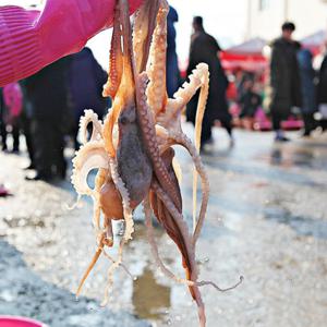 국내산 산낙지 활 낙지 산소포장 (특대 1kg 3~5미) 수령당일 횟감으로 드실 수 있습니다