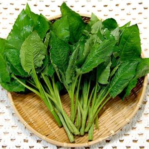 산지직송/곤드레나물 2kg 선택구매_강원 정선 햇살농장_당일수확