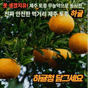 2025년 봄의 귤 제주 토종 하귤 청견 나스미깡 못생겨서 안전한 하귤
