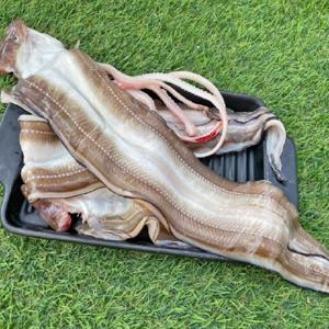 통영 대짜 바다장어 1kg 2-3미 대사이즈 소스2종 붕장어 아나고 생물장어
