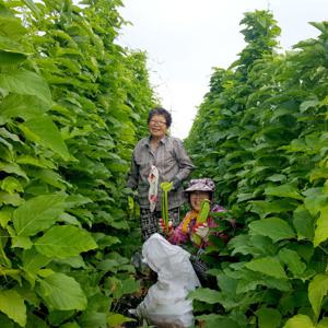 건강한 우리차 작두콩 우엉 연근 비트 여주