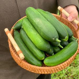당일수확 미니오이 스낵오이 2kg (가정용) 수분 팡팡 껍질째 먹는 오이