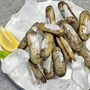 당일조업 산소포장 순천만 별량 맛조개 500g 15-20미 내외