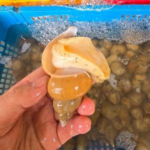 자연산 동해안 백골뱅이1kg (5~12미내외) 통골뱅이 골뱅이무침 골뱅이소면 찜 탕 백고동
