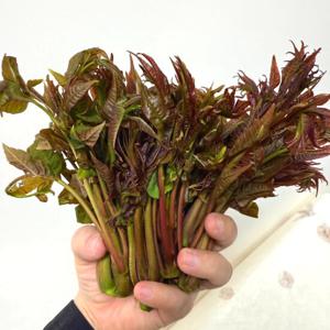 포미식탁 국내산 참죽나무 가죽순 봄나물 가죽나물 2kg