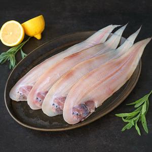 [맛군] 담백하고 고소한 반건조 대박대 10미 (29-31cm)