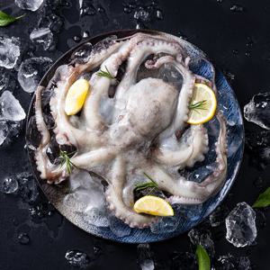 통영직송 자연산 활 돌문어 1.5kg(1~3미) / 얼음포장