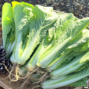 국내산 얼갈이 배추 1단 (800g 내외)